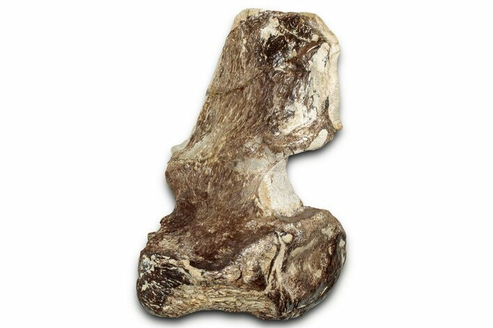 Fossil Plesiosaur Cervical Vertebra - Asfla, Morocco #328646